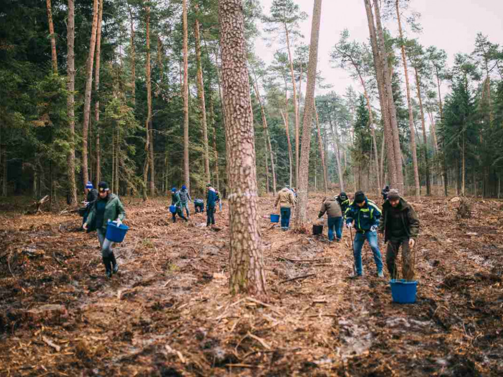 Wolontariusze zasadzili sześć tysięcy drzewek bukowych [zdjęcia]