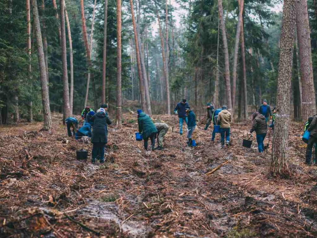 Wolontariusze zasadzili sześć tysięcy drzewek bukowych [zdjęcia]