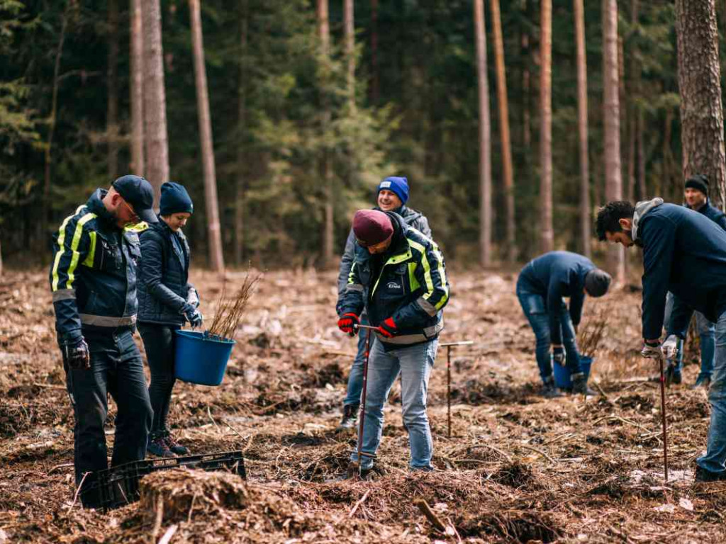 Wolontariusze zasadzili sześć tysięcy drzewek bukowych [zdjęcia]