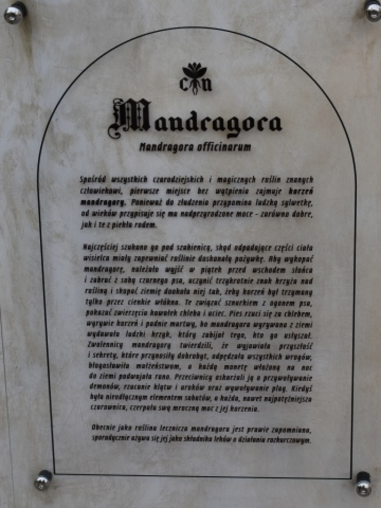 W Akademii Ziołowej Marcina z Urzędowa. Nowa atrakcja turystyczna Sandomierza już dostępna [zdjęcia]