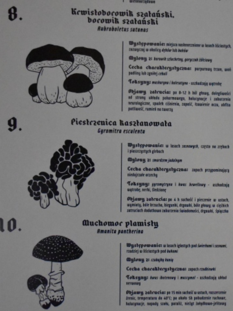 W Akademii Ziołowej Marcina z Urzędowa. Nowa atrakcja turystyczna Sandomierza już dostępna [zdjęcia]