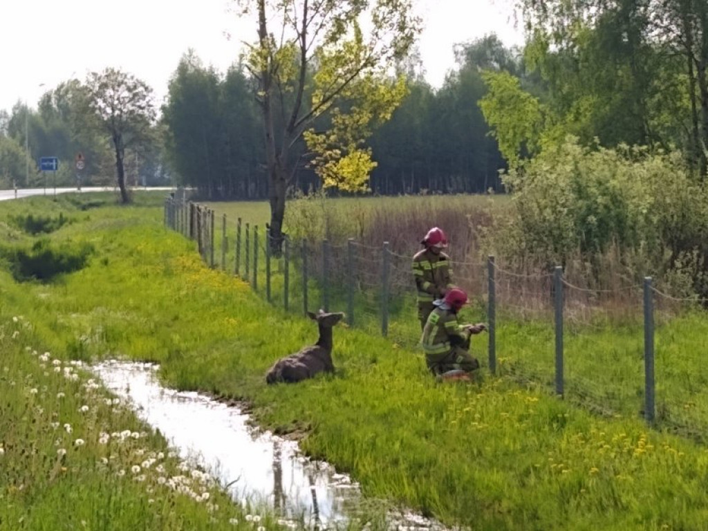 Strażacy wyciągali z rowu w przy krajowej 