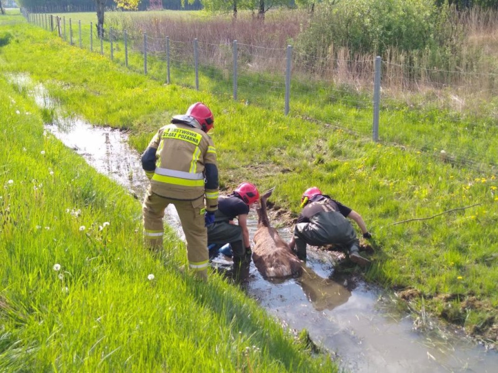 Strażacy wyciągali z rowu w przy krajowej 