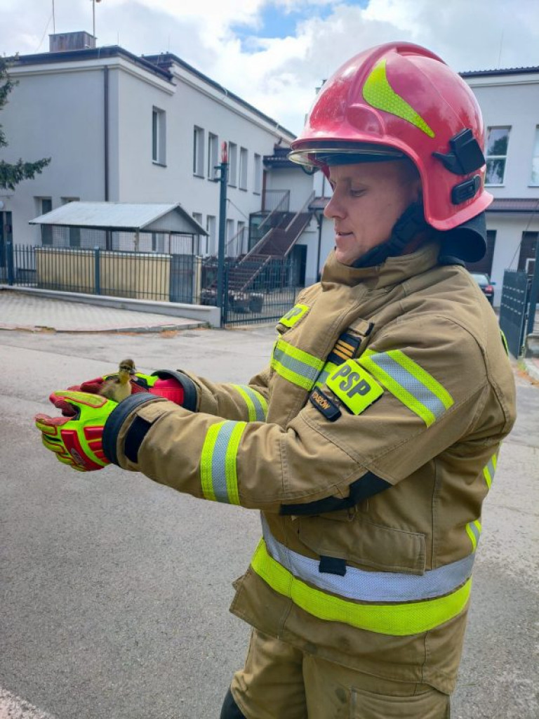 Nietypowa akcja ratunkowa w Staszowie. Strażacy pierwszy raz zostali wezwani do takiego zdarzenia [zdjęcia]