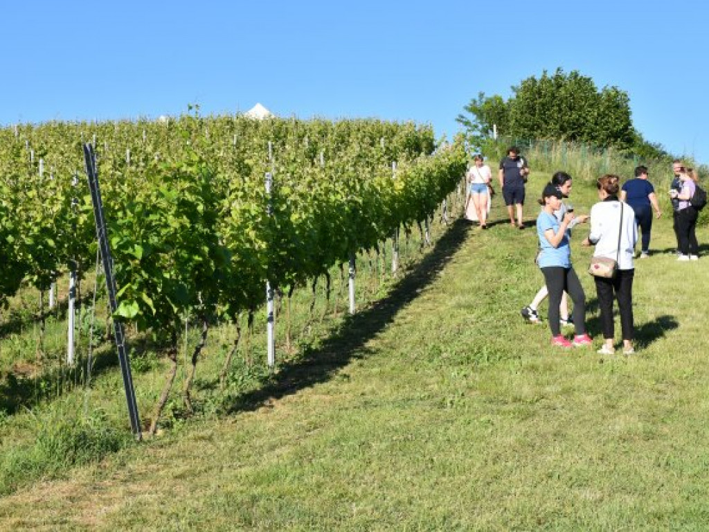 Piknik z atrakcjami wśród kwitnących winorośli [zdjęcia]