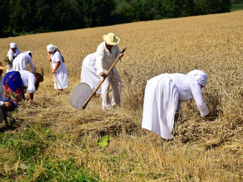 Jak dawniej wyglądały żniwa. Pokaz w sandomierskim Nadbrzeziu [zdjęcia]