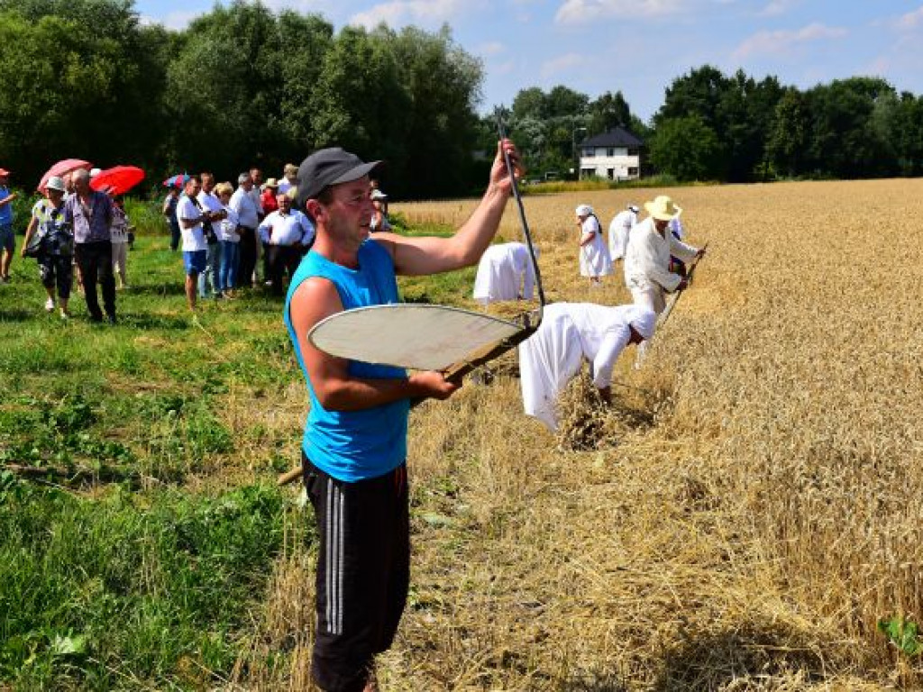 Jak dawniej wyglądały żniwa. Pokaz w sandomierskim Nadbrzeziu [zdjęcia]