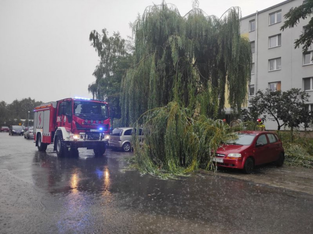 Fatalne skutki ulewy w Tarnobrzegu. Drzewo złamało się i spadło na samochody na Serbinowie [zdjęcia]