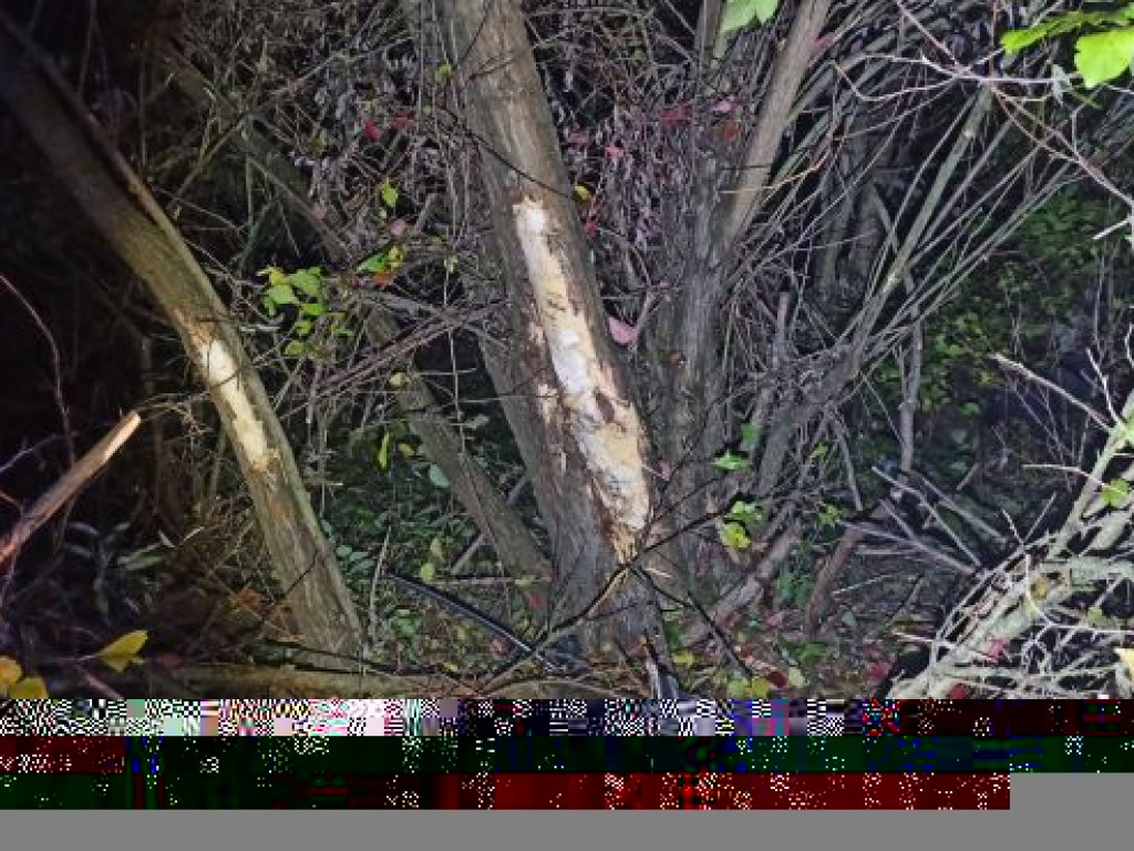 Znów duże ćwiczenia na poligonie w Nowej Dębie [zdjęcia][wideo]