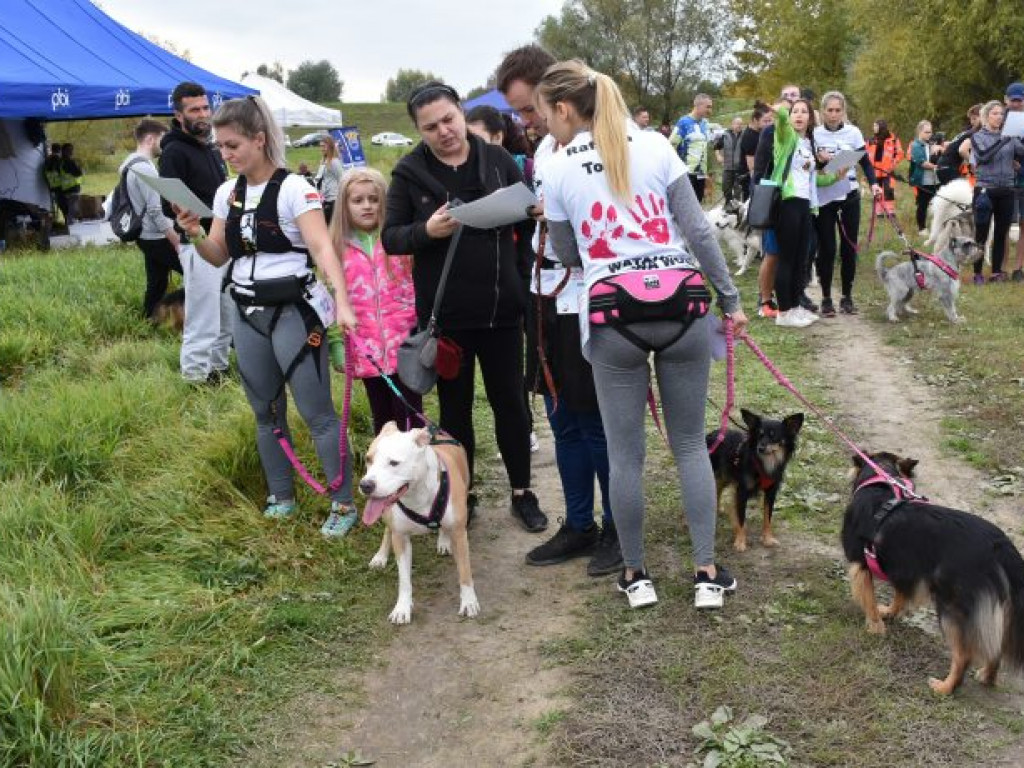 III Sandomierski Dogtrekking Wiśniowy. Rywalizacja i znakomita zabawa [zdjęcia]