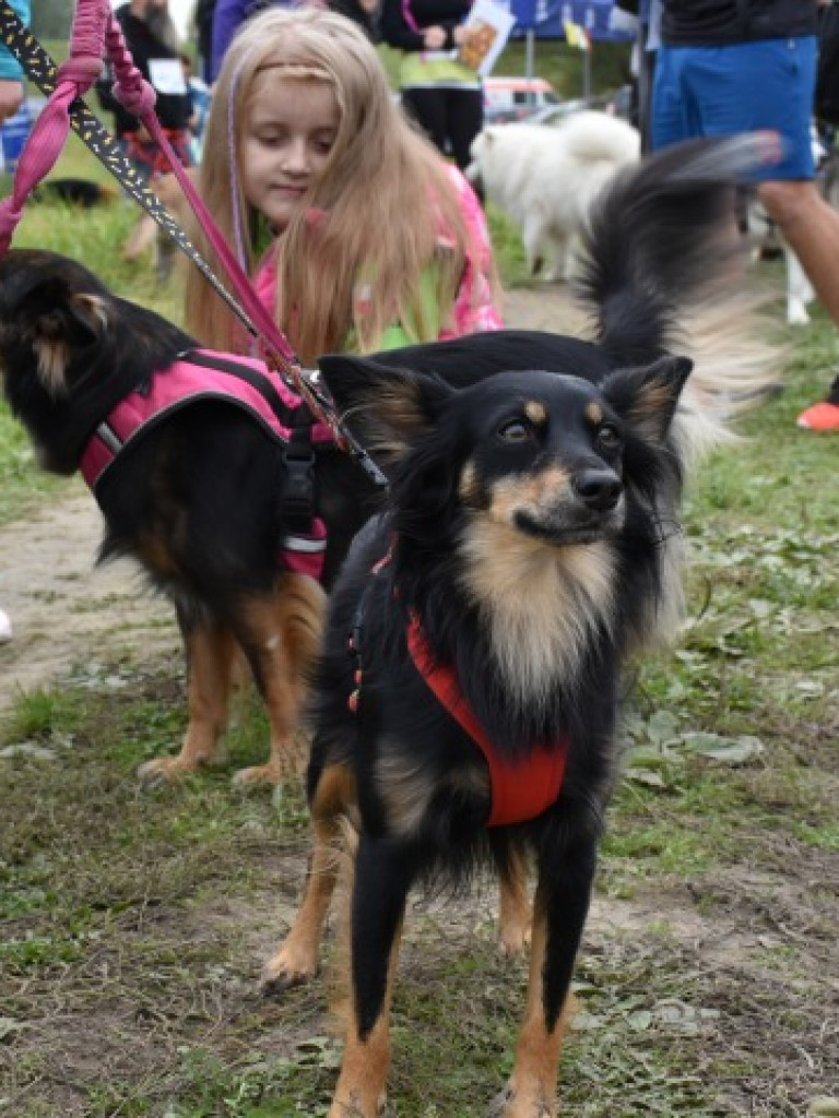 III Sandomierski Dogtrekking Wiśniowy. Rywalizacja i znakomita zabawa [zdjęcia]