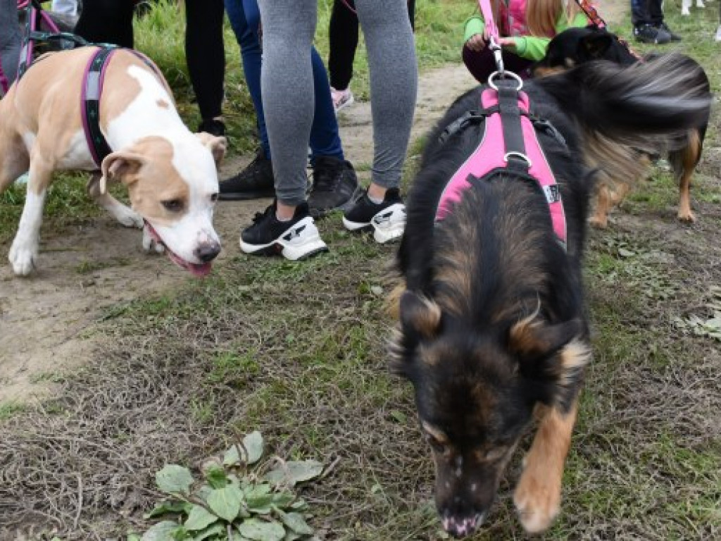 III Sandomierski Dogtrekking Wiśniowy. Rywalizacja i znakomita zabawa [zdjęcia]