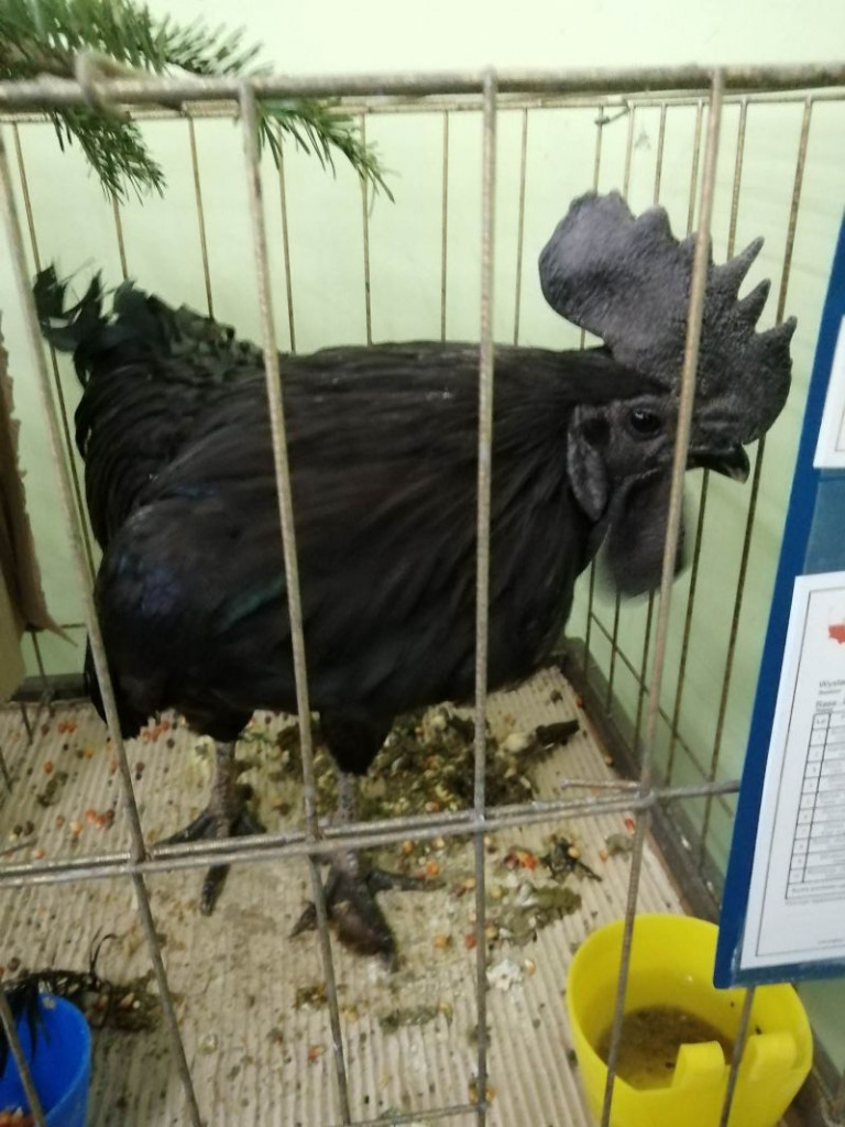 Prawie 500 sztuk gołębi i drobiu ozdobnego zaprezentowano na wystawie w Sandomierzu