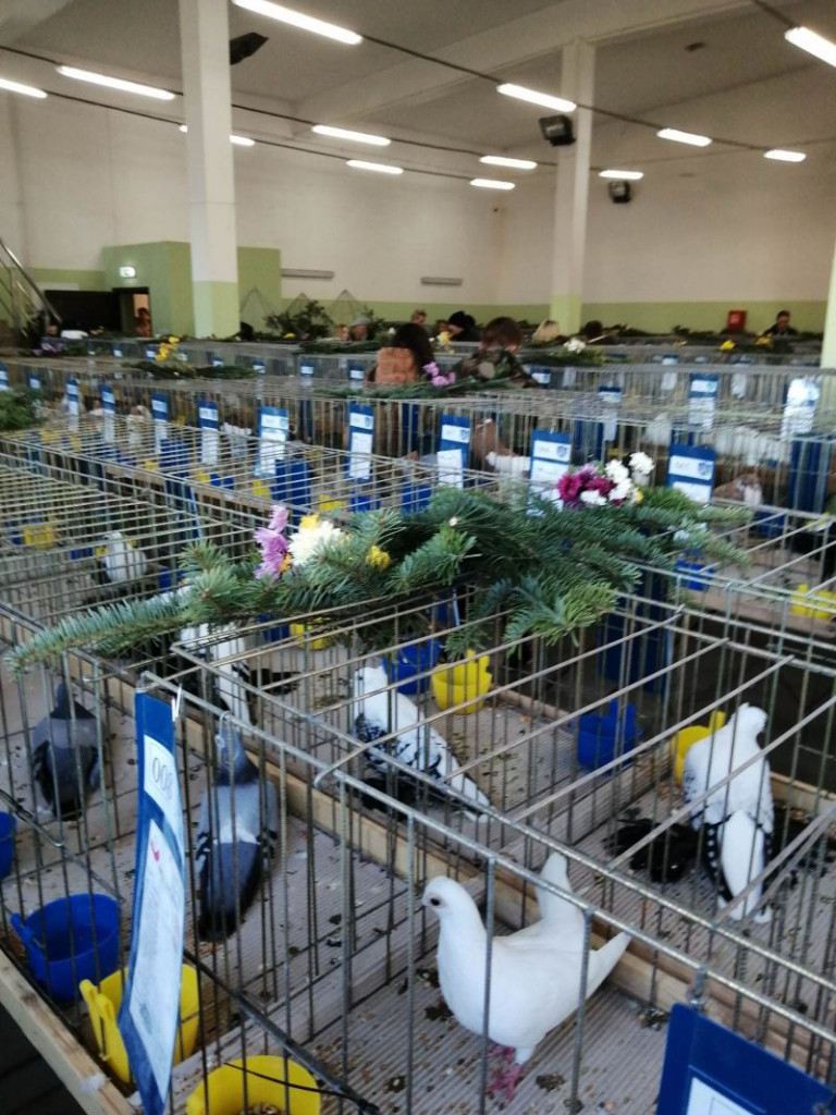 Prawie 500 sztuk gołębi i drobiu ozdobnego zaprezentowano na wystawie w Sandomierzu