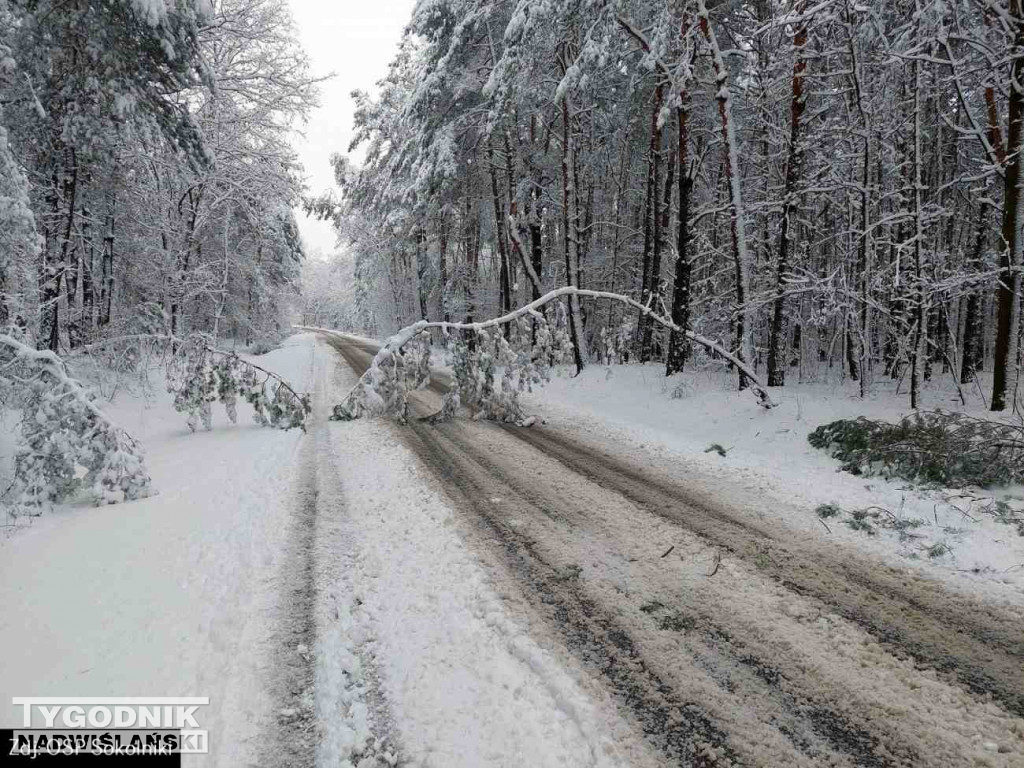 Strażacy usuwali drzewa tarasujące drogi