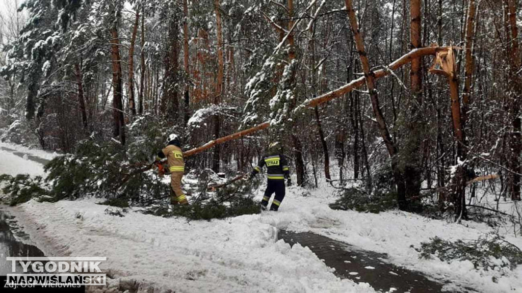 Strażacy usuwali drzewa tarasujące drogi