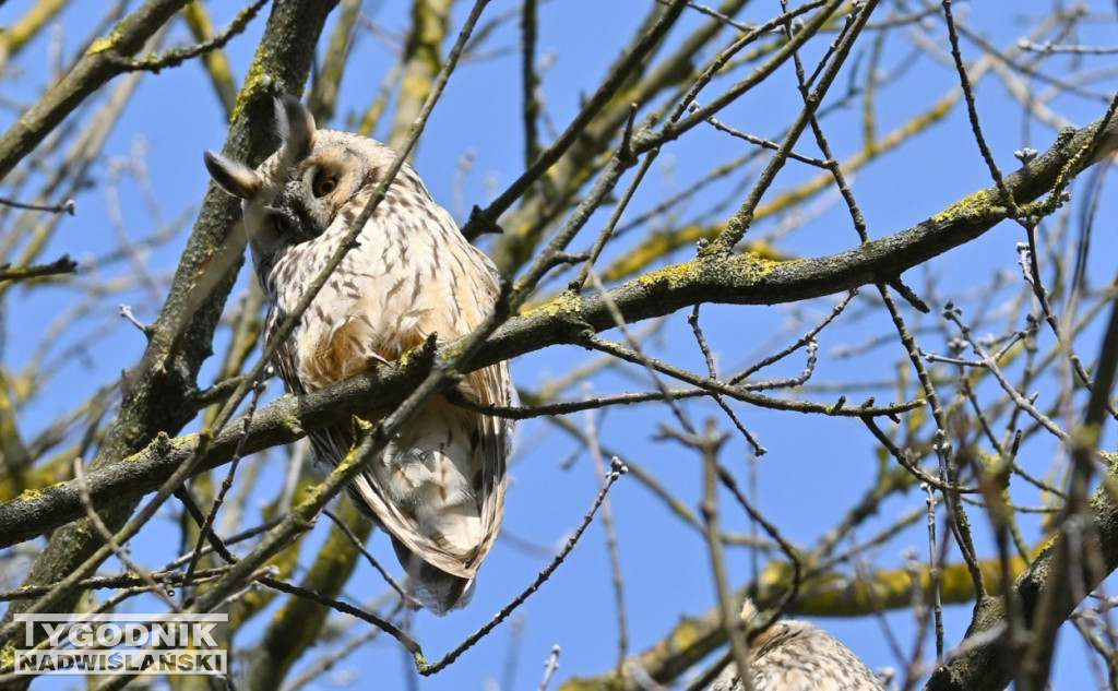 Kolonia sów uszatych na tarnobrzeskim osiedlu