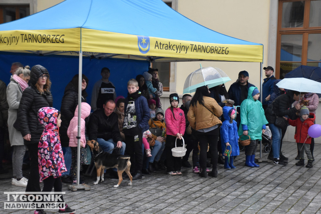 Zbieranie pisanek wielkanocnych w parku dzikowskim