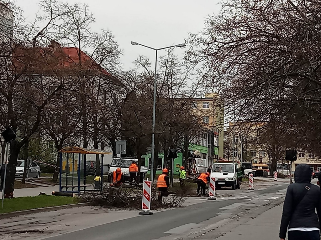 W Tarnobrzegu wycinają na potęgę drzewa