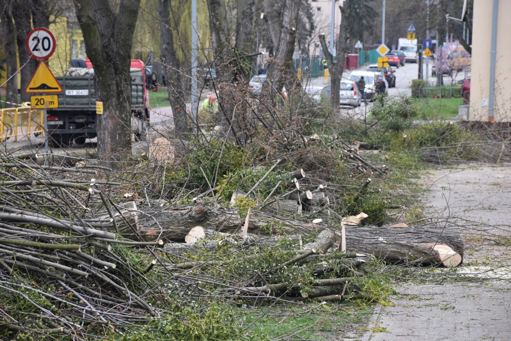 W Tarnobrzegu wycinają na potęgę drzewa