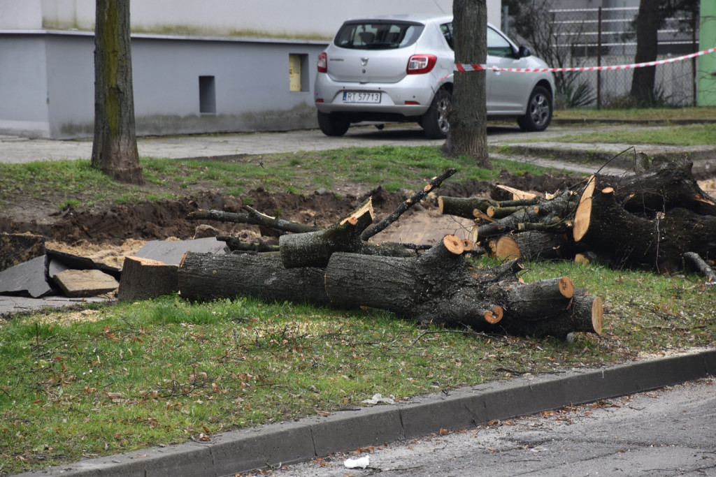W Tarnobrzegu wycinają na potęgę drzewa
