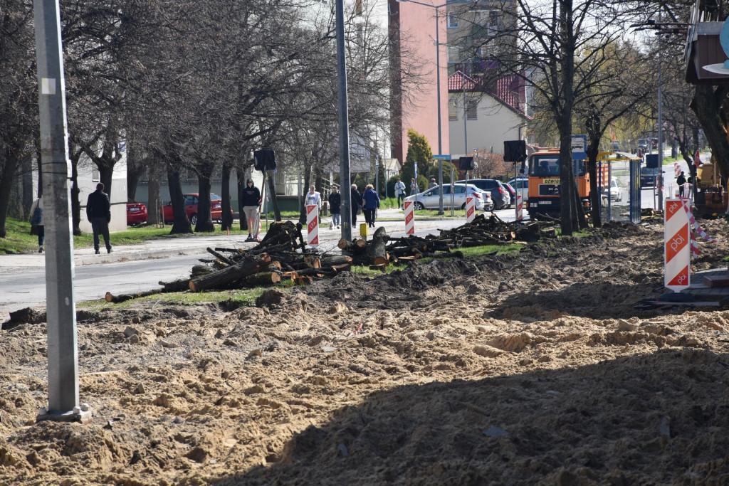 W Tarnobrzegu wycinają na potęgę drzewa