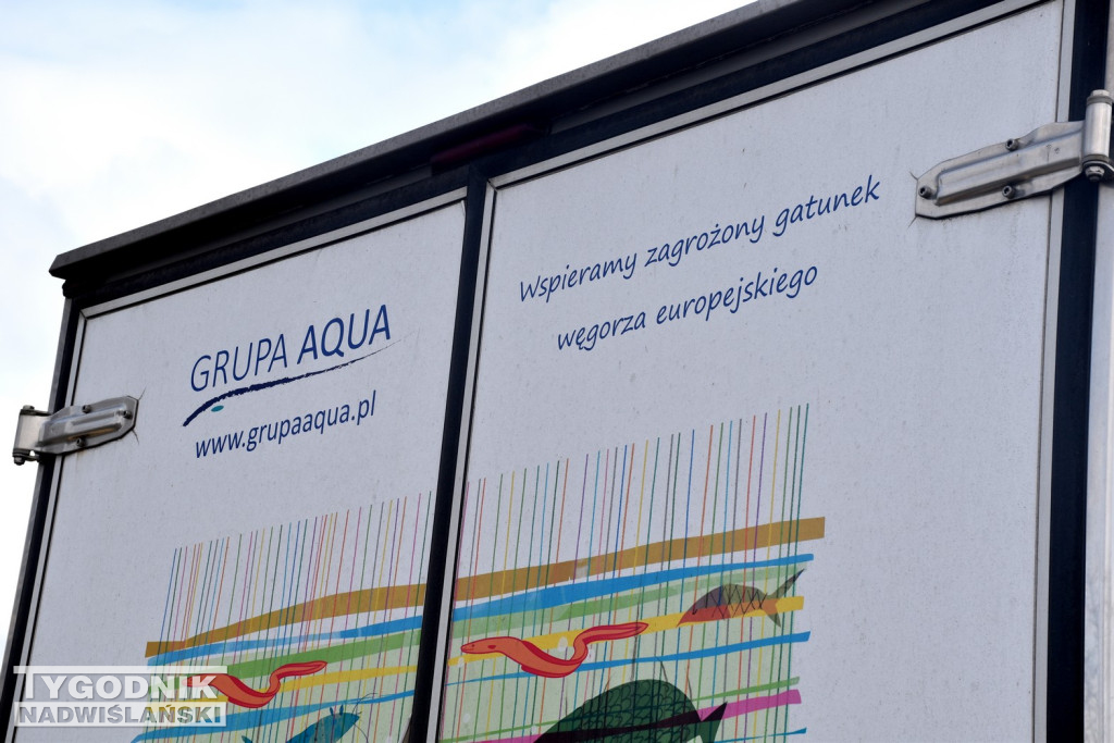Wpuścili tysiące węgorzy do Jeziora Tarnobrzeskiego