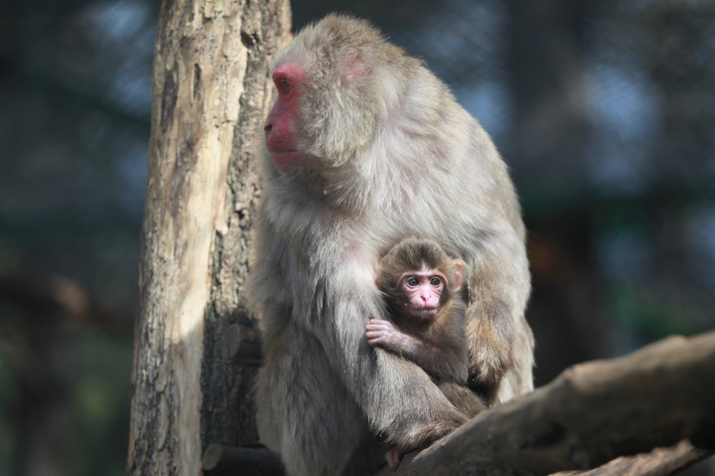 Nowonarodzone zwierzęta w ZOO Leśne Zacisze