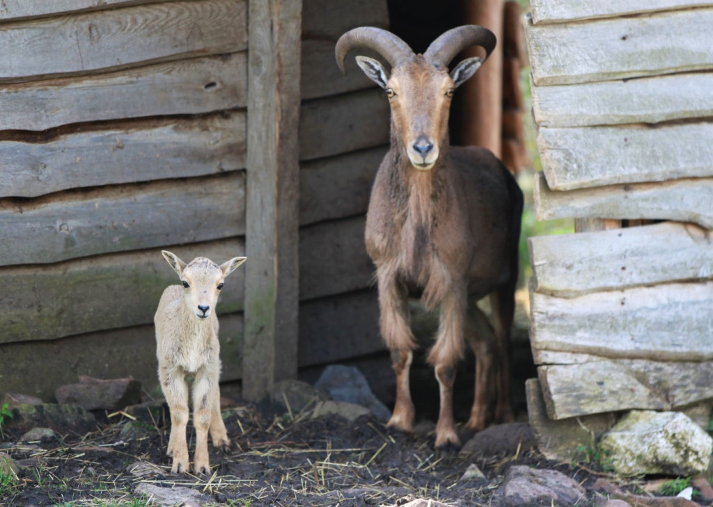 Nowonarodzone zwierzęta w ZOO Leśne Zacisze