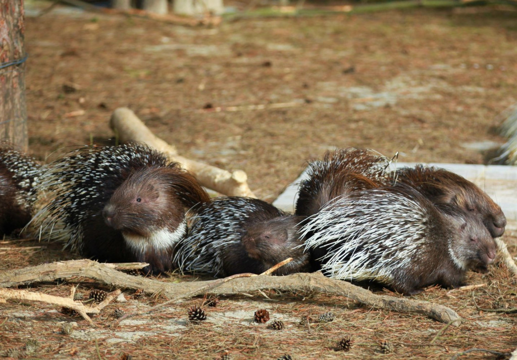 Nowonarodzone zwierzęta w ZOO Leśne Zacisze
