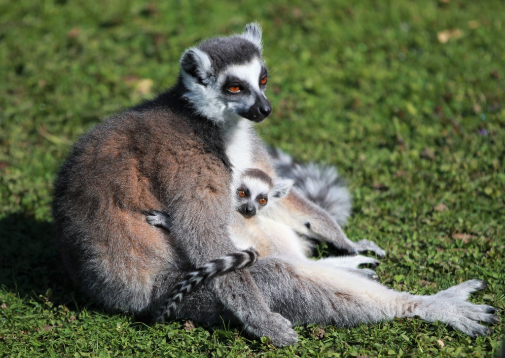 Nowonarodzone zwierzęta w ZOO Leśne Zacisze
