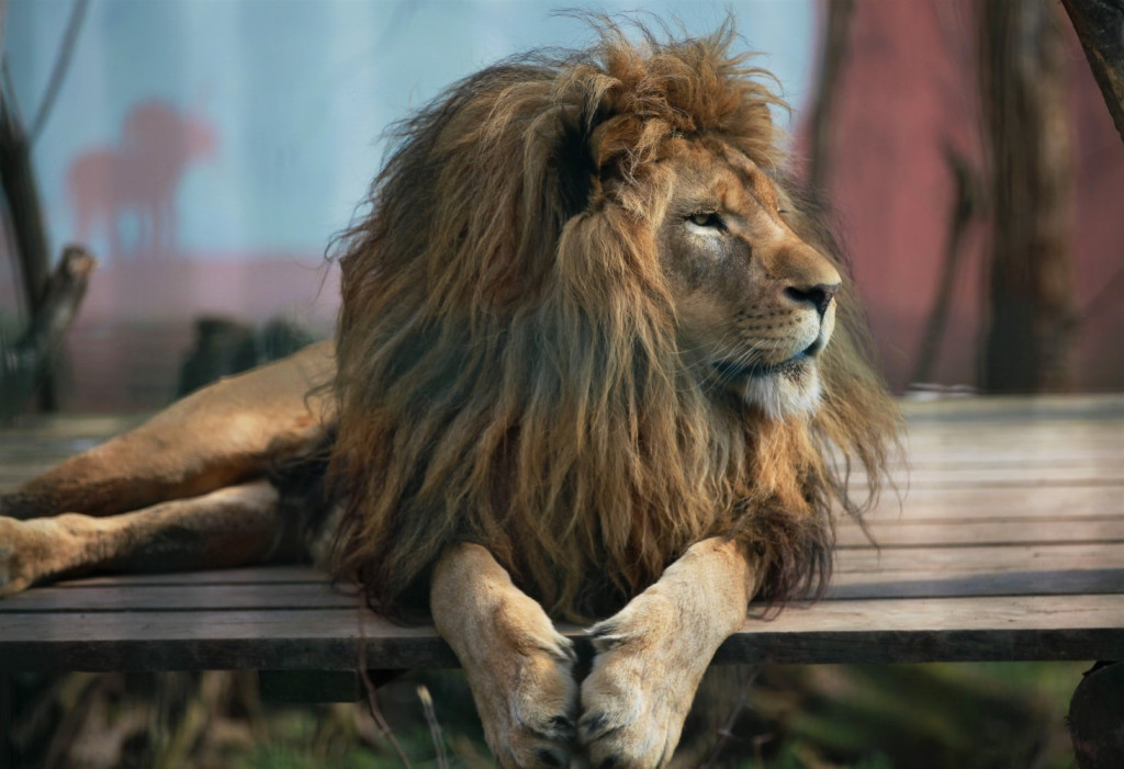 Nowonarodzone zwierzęta w ZOO Leśne Zacisze