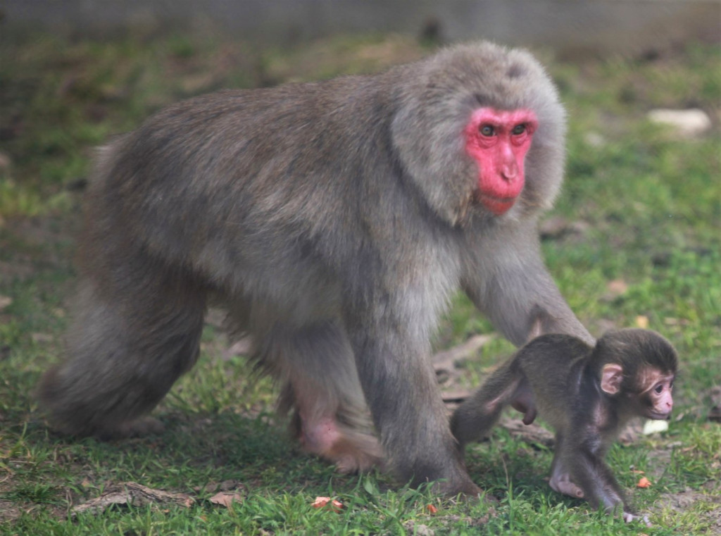 Nowonarodzone zwierzęta w ZOO Leśne Zacisze