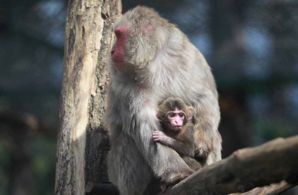 Nowonarodzone zwierzęta w ZOO Leśne Zacisze
