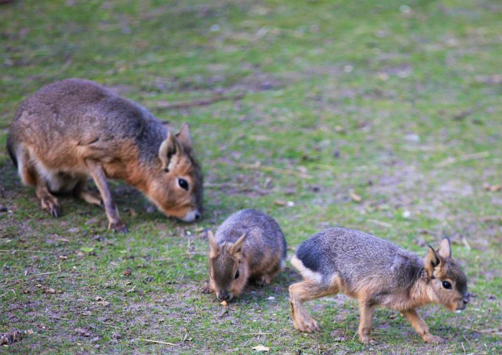 Nowonarodzone zwierzęta w ZOO Leśne Zacisze