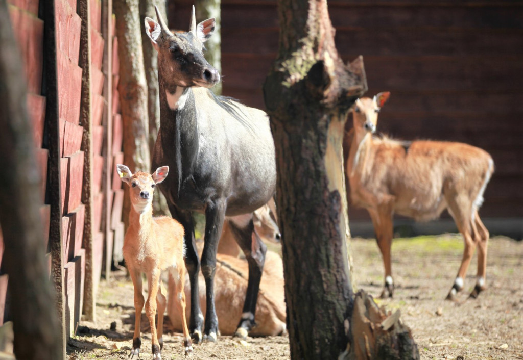 Nowonarodzone zwierzęta w ZOO Leśne Zacisze