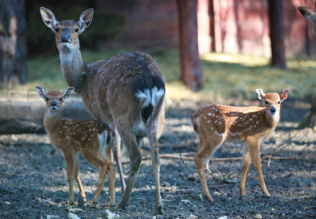 Nowonarodzone zwierzęta w ZOO Leśne Zacisze
