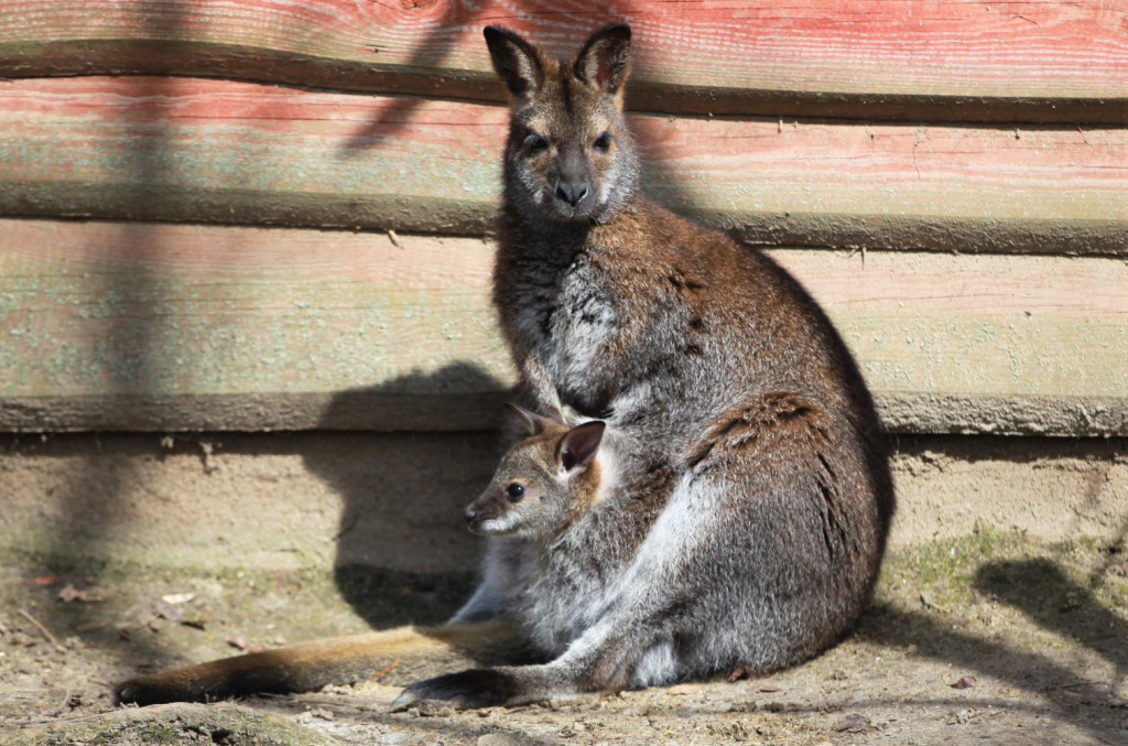 Nowonarodzone zwierzęta w ZOO Leśne Zacisze