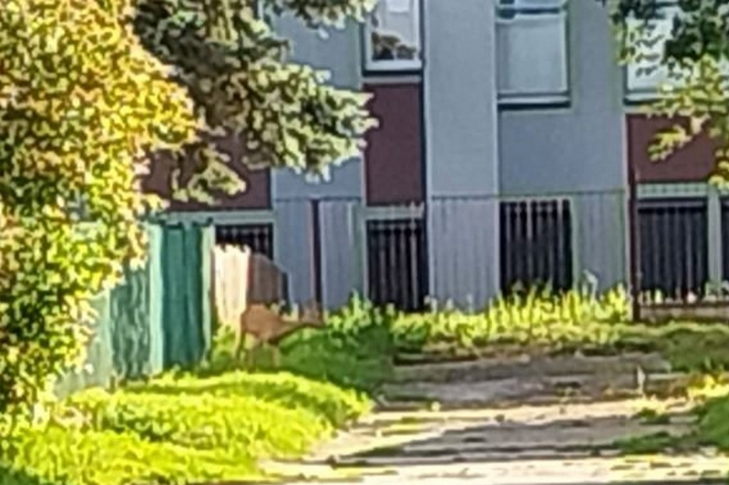 Sarna zabłąkała się  w centrum Opatowa