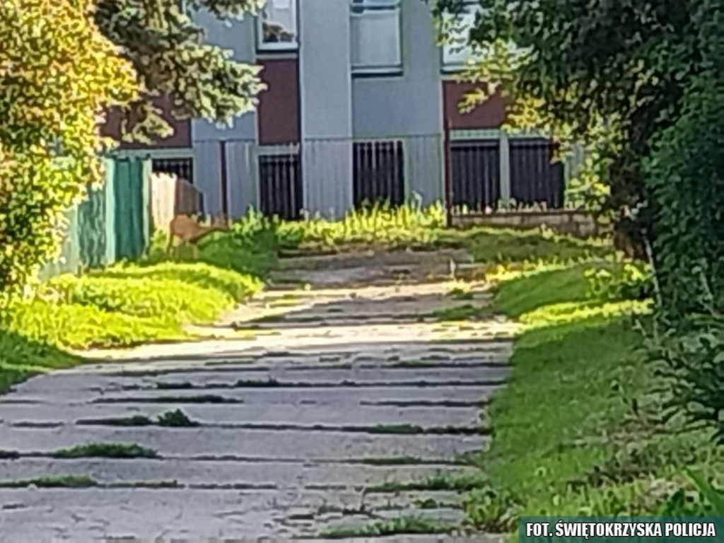 Sarna zabłąkała się  w centrum Opatowa