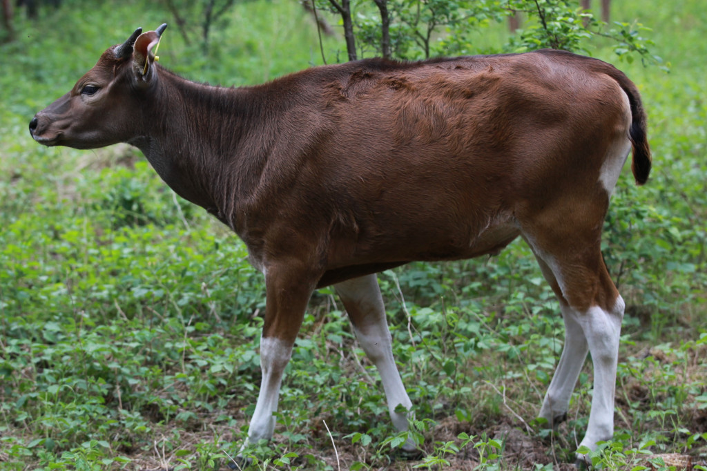 Bantengi jawajskie w ZOO Leśne Zacisze