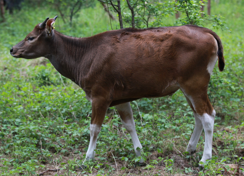 Bantengi jawajskie w ZOO Leśne Zacisze