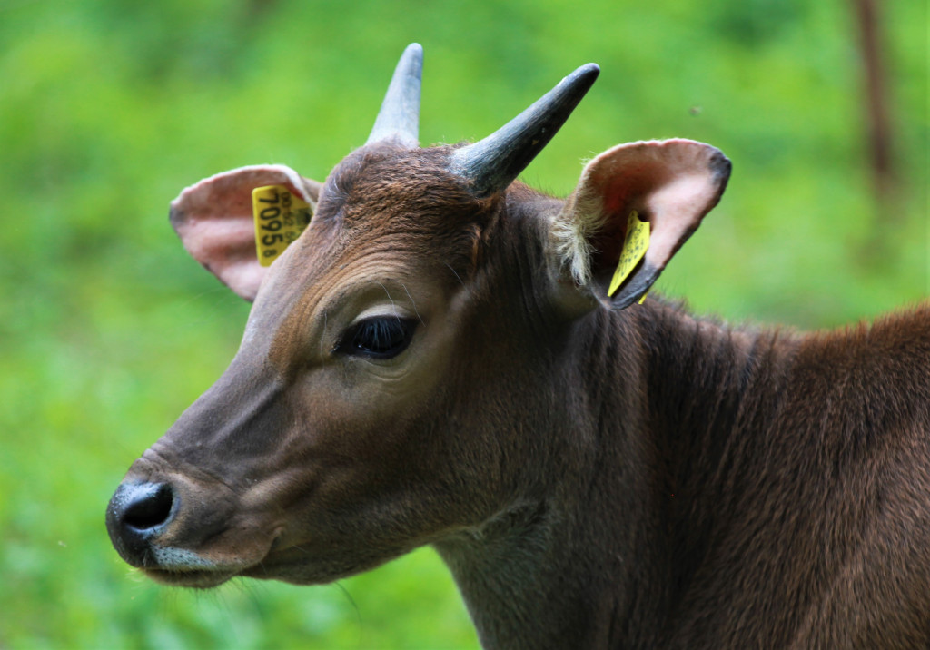 Bantengi jawajskie w ZOO Leśne Zacisze