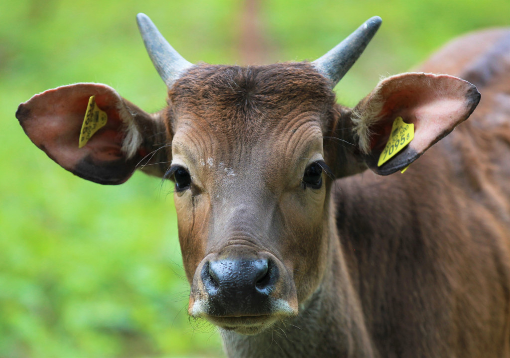 Bantengi jawajskie w ZOO Leśne Zacisze