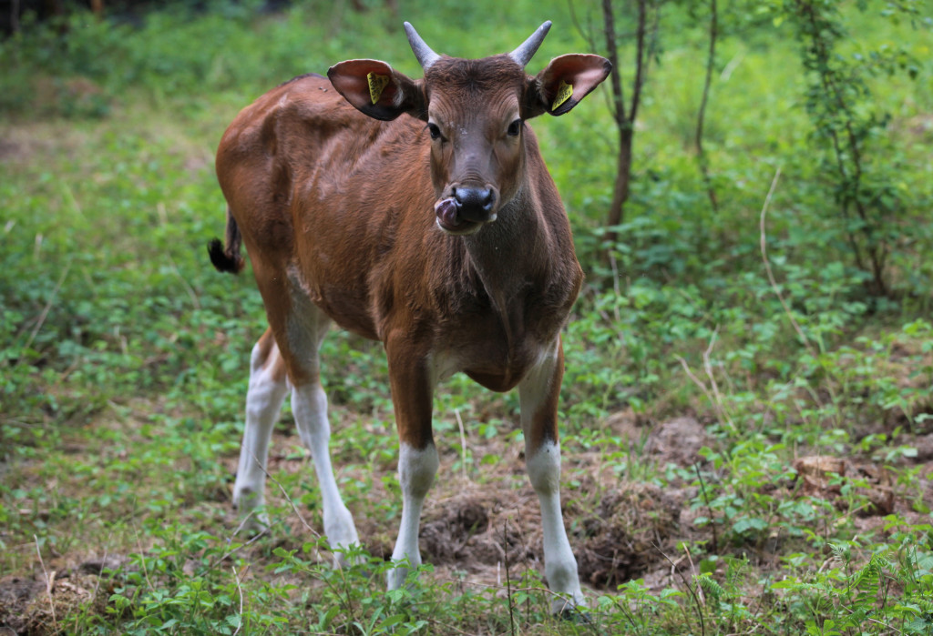 Bantengi jawajskie w ZOO Leśne Zacisze