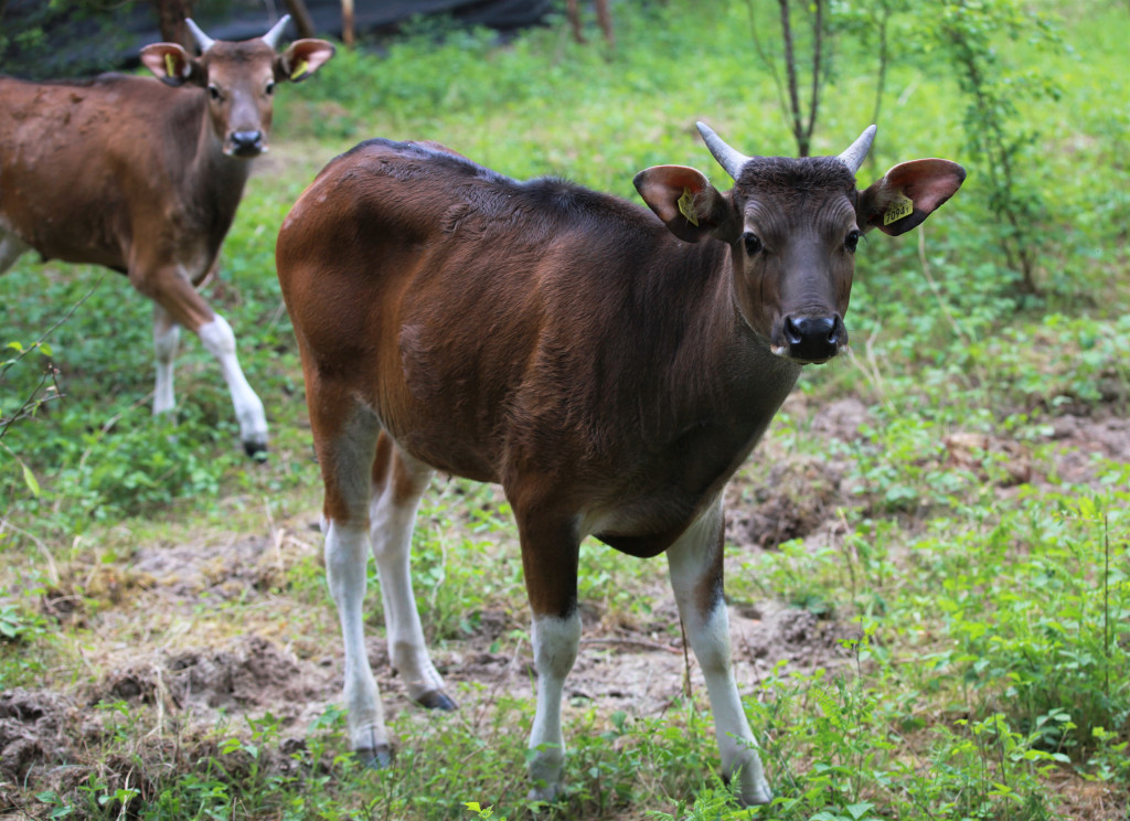 Bantengi jawajskie w ZOO Leśne Zacisze