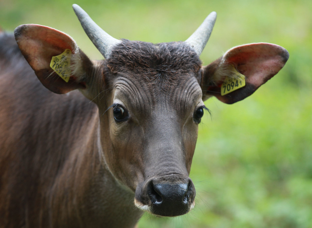 Bantengi jawajskie w ZOO Leśne Zacisze