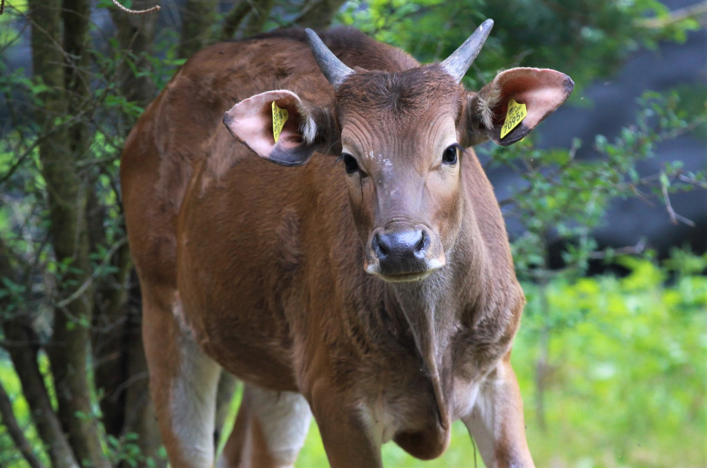 Bantengi jawajskie w ZOO Leśne Zacisze
