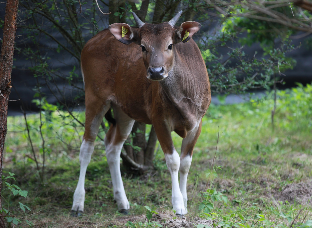 Bantengi jawajskie w ZOO Leśne Zacisze