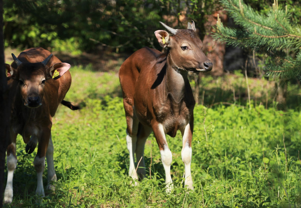 Bantengi jawajskie w ZOO Leśne Zacisze